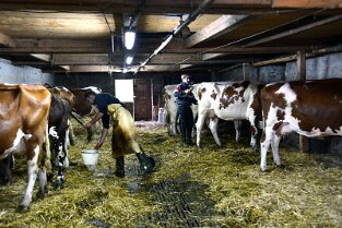006 Nettoyage des vaches et des génisses