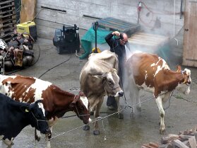023 Nettoyage des vaches et des génisses