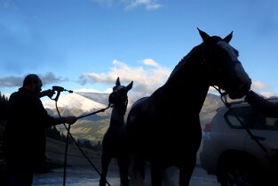 025 Nettoyage des chevaux