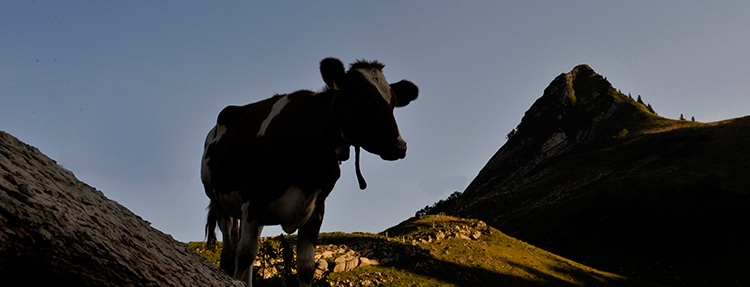 vache en alpage